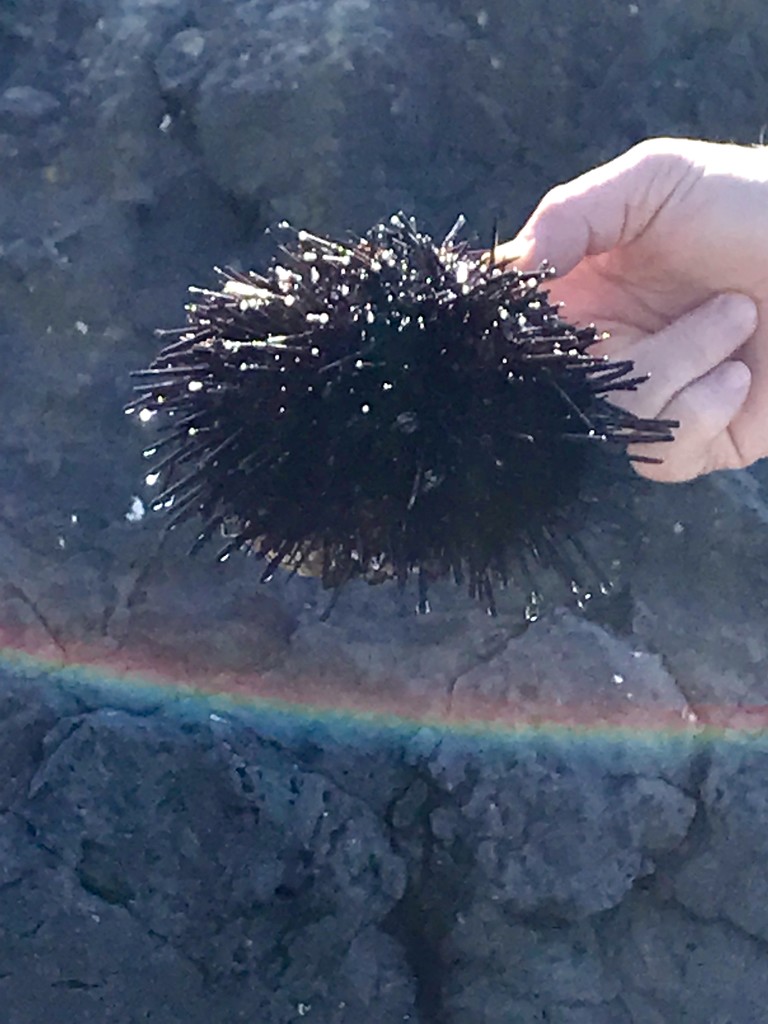 Sea Urchin by pandorasecho