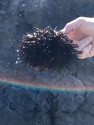 28th Dec 2018 - Sea Urchin