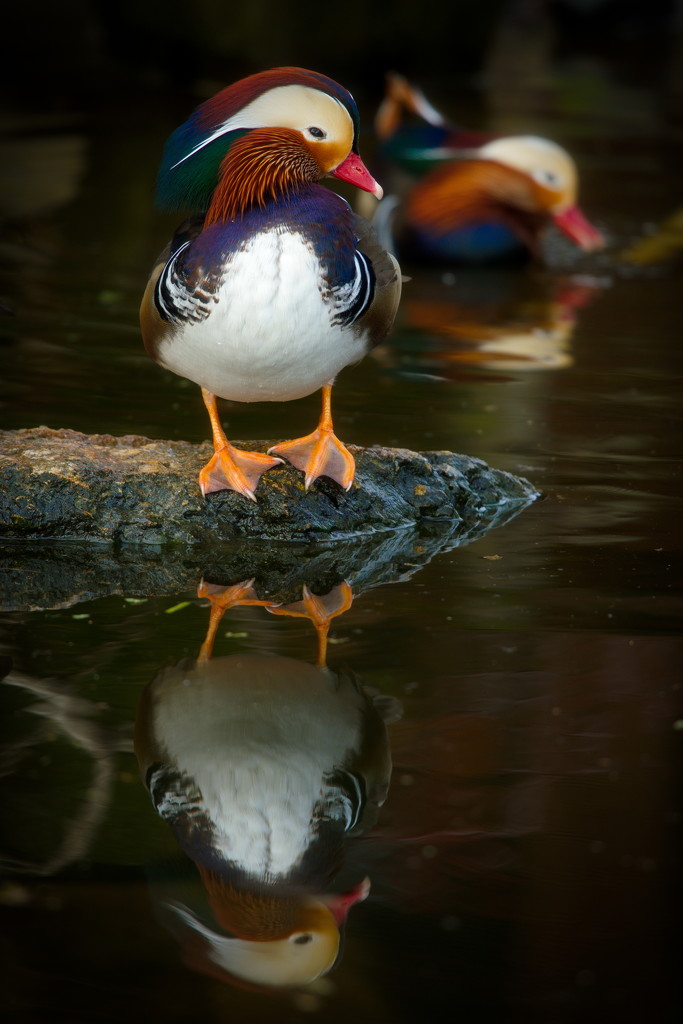Reflecting Mandarin duck by teriyakih