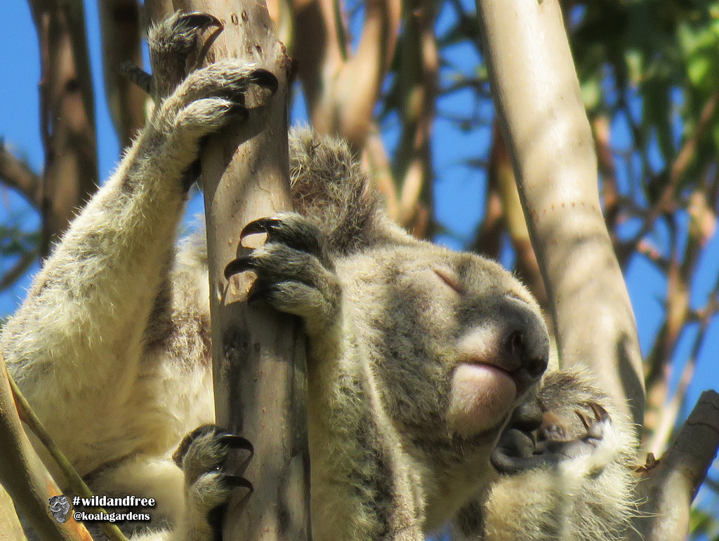 eat groom sleep by koalagardens