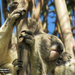 eat groom sleep by koalagardens
