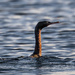 Cormorant sp by nicoleweg