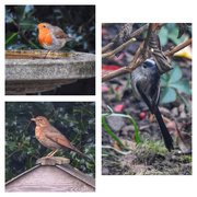 29th Dec 2018 - Garden birds