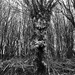 Graeme Stevens' Monocular Tree? by s4sayer