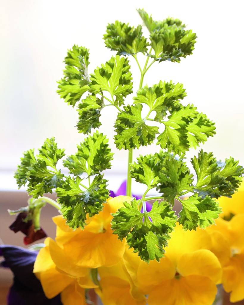 December 26: Parsley by daisymiller