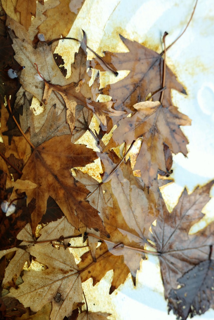 December 27: Leaves by daisymiller