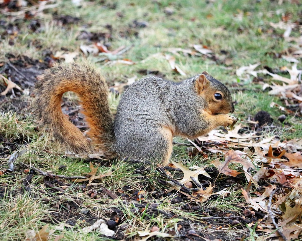 December 28: Squirrel by daisymiller