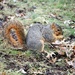 December 28: Squirrel by daisymiller