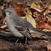 Northern Mockingbird by annepann