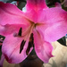Pink Lily by frequentframes