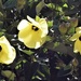 Three Native Hibiscus Flowers ~ by happysnaps