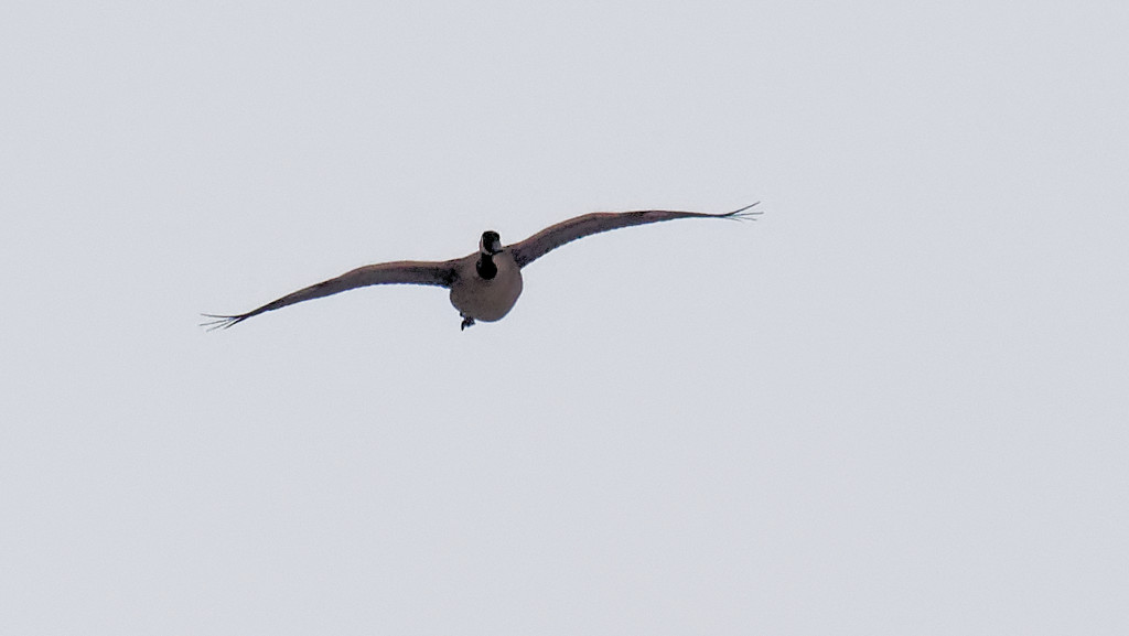 Goose in Flight by rminer
