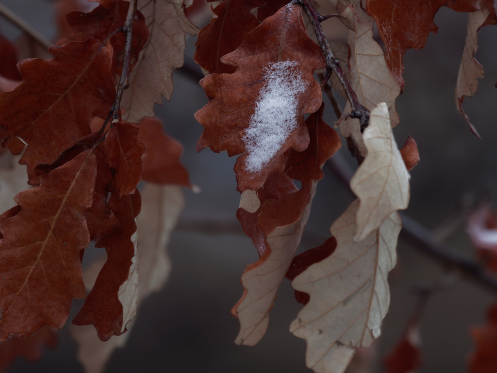 snow on leaves by rminer