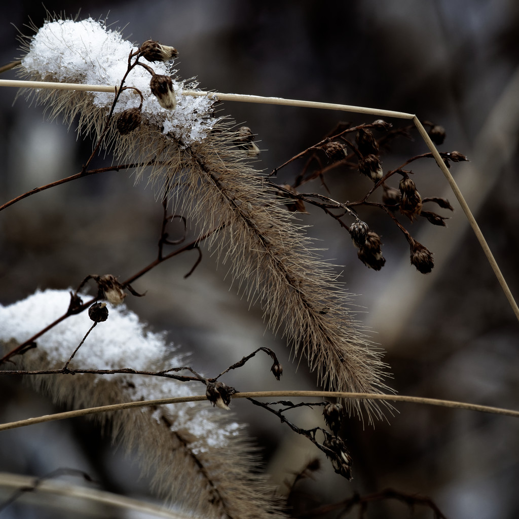 snow grass contrast by rminer