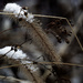 snow grass contrast by rminer