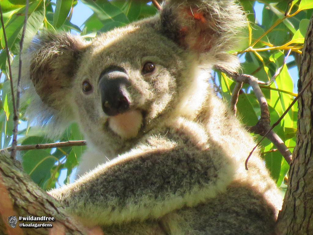 my wide awake moment by koalagardens