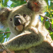 my wide awake moment by koalagardens