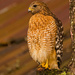 Red Shouldered Hawk on the Tree Trunk! by rickster549