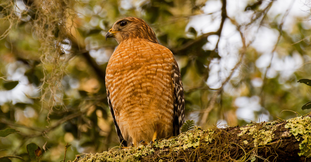 Red Shouldered Hawk up in the Tree! by rickster549