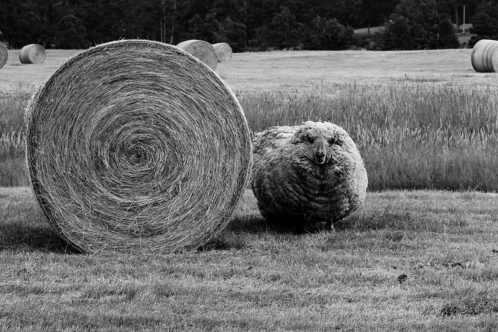 hay season by wenbow