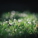 Sparkly morning lawn by jodies