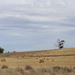 Our very dry country by gilbertwood
