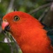 King Parrot by pusspup
