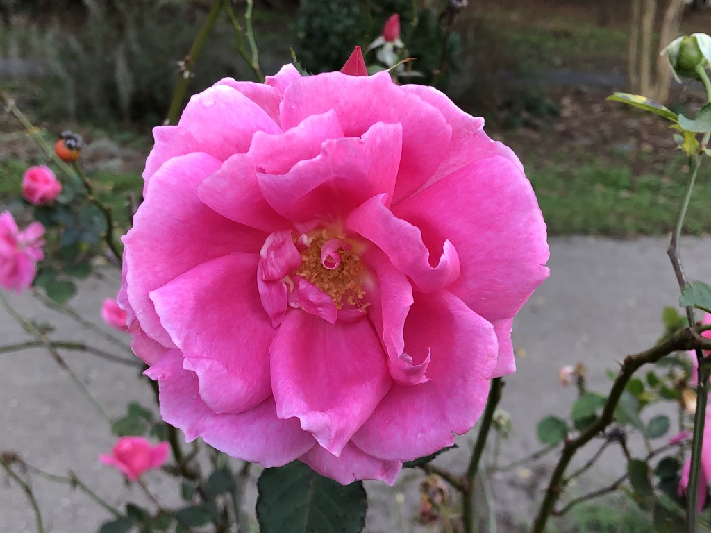 More December roses at Hampton Park.  Amazing! by congaree