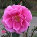 More December roses at Hampton Park.  Amazing! by congaree