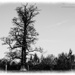 Dead Tree by carolmw