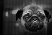 28th Dec 2018 - sad pug