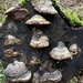 Fungi by tinley23