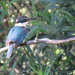 sacred kingfisher by koalagardens