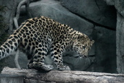 23rd Dec 2018 - Leopard Cub