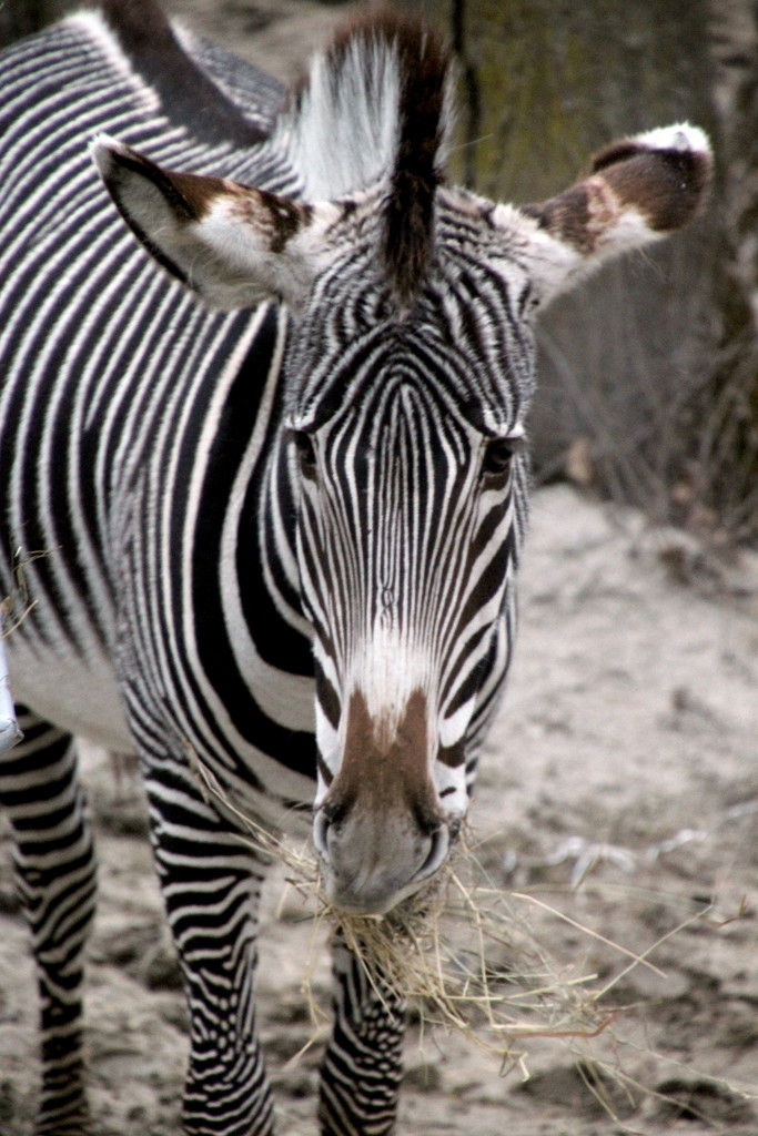 Zebra by randy23