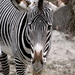 Zebra by randy23