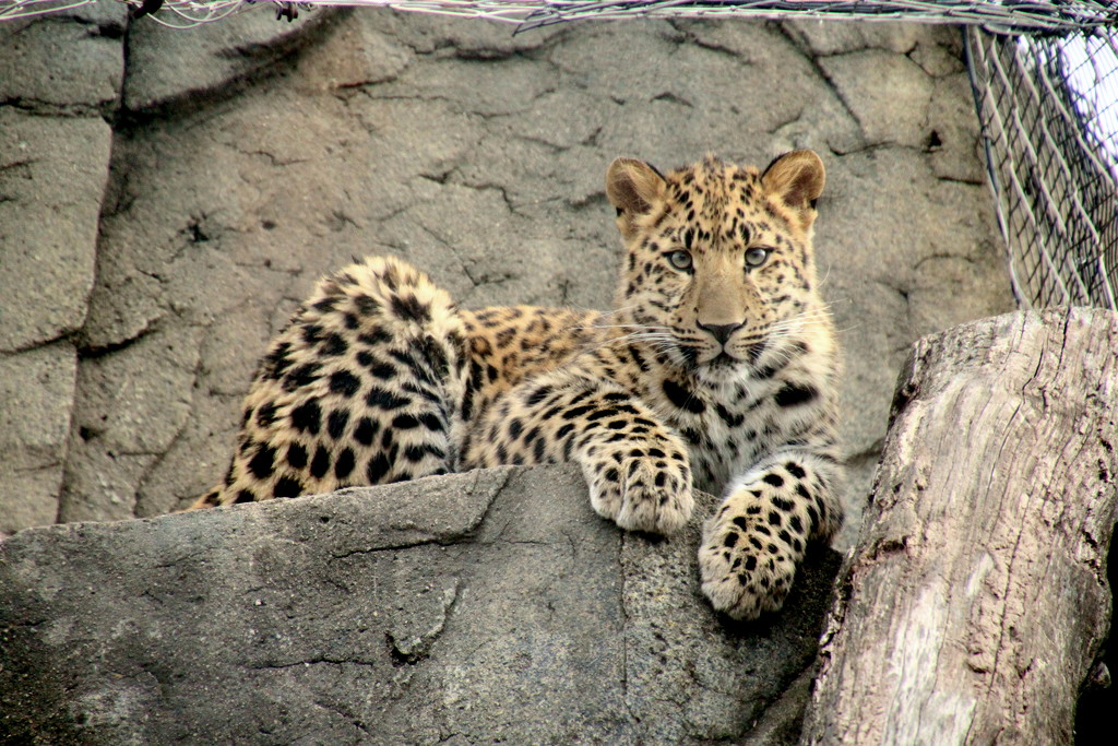 Resting Leopard by randy23