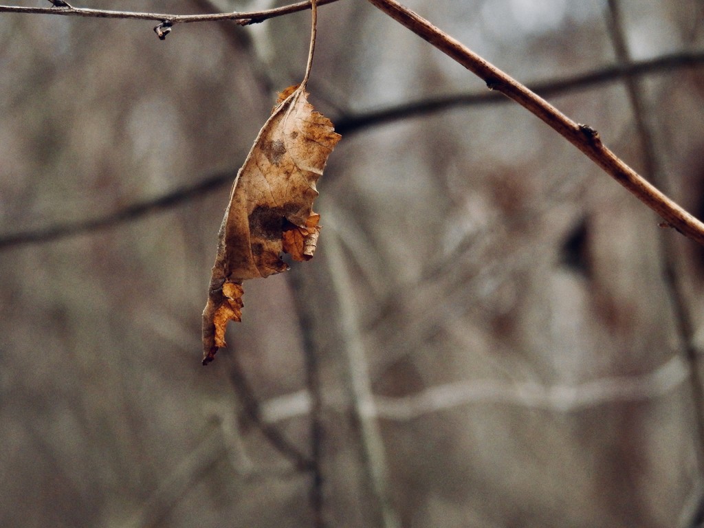 lone leaf by amyk