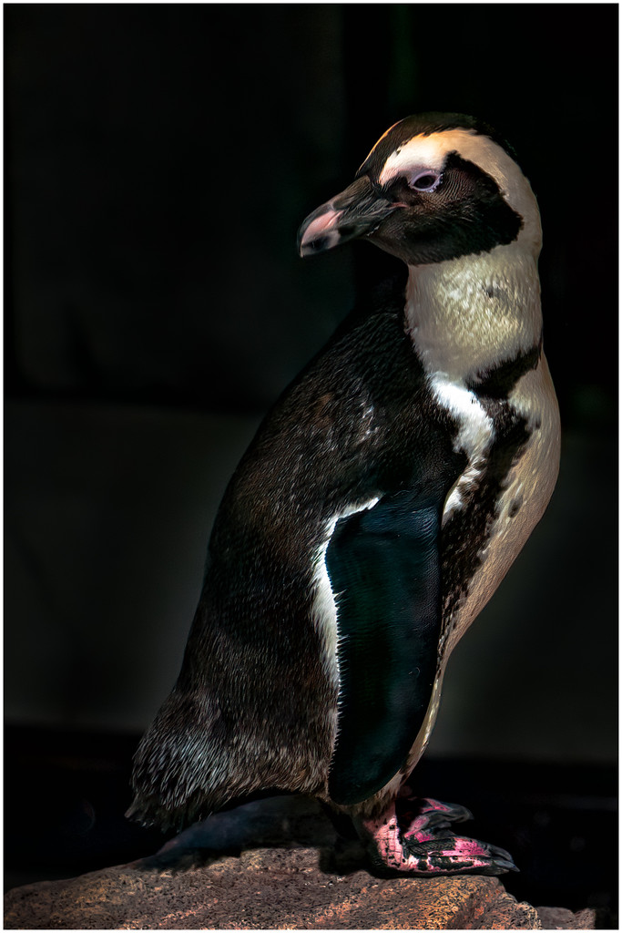 penguin at the aquarium by jernst1779