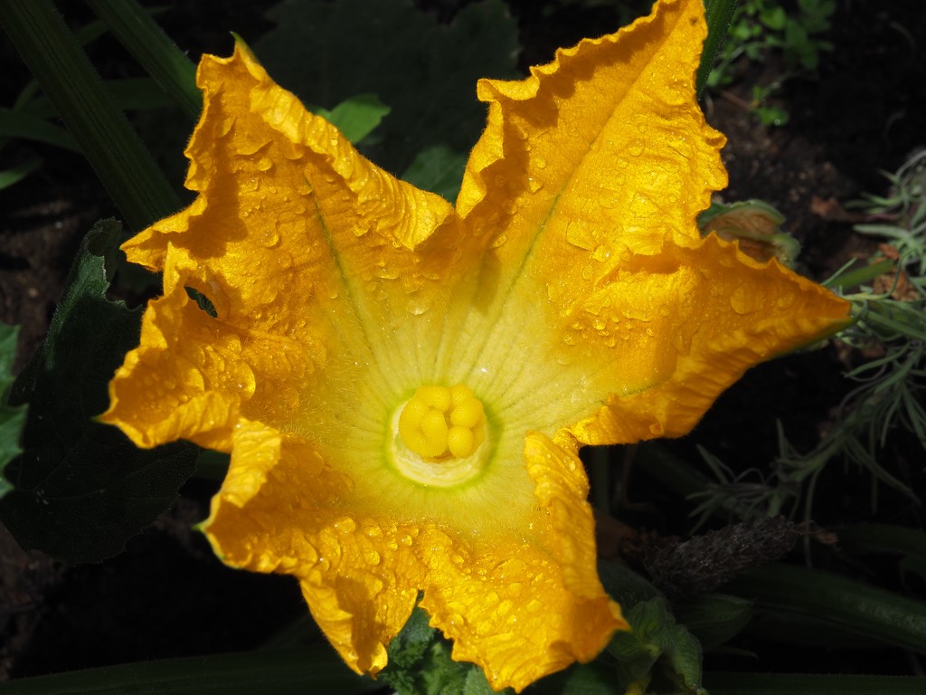 Courgette flower by Dawn