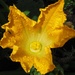 Courgette flower by Dawn