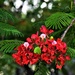  Close Up Of The Poinciana Flower ~ by happysnaps
