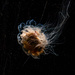 jellyfish at the aquarium by jernst1779
