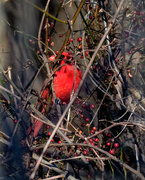 30th Dec 2018 - cardinal and berries