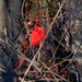 cardinal and berries by rminer