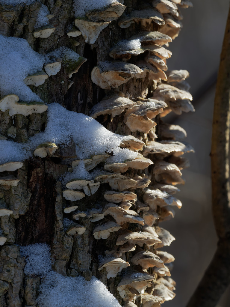 snow on fungus by rminer