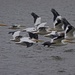 LHG_3234 White pelicans inFlght by rontu
