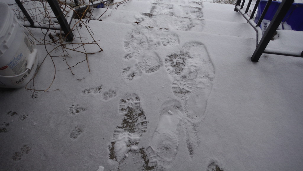 Snowy Footprints by spanishliz