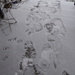 Snowy Footprints by spanishliz