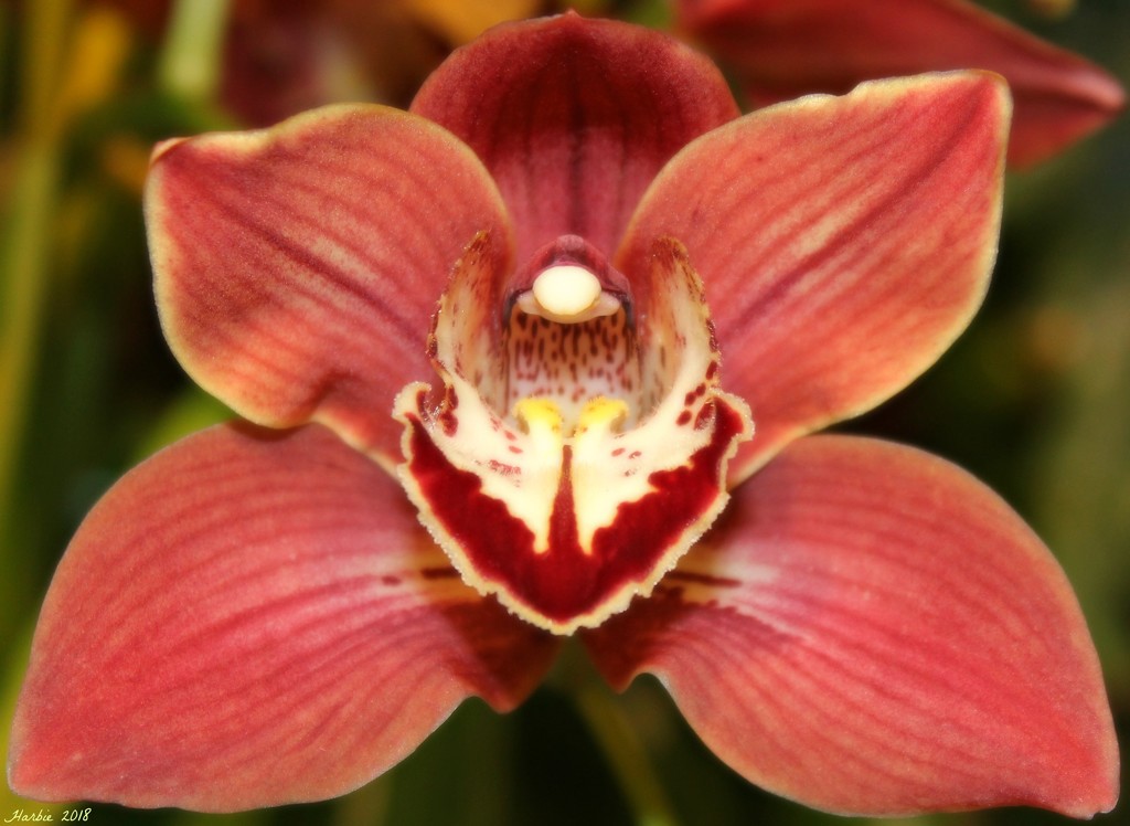 Orchid by harbie